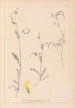 Herbier de la flore française Pl0543 - Louis Antoine Cusin — widok dzieła