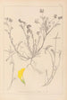 Herbier de la flore française Pl0544 - Louis Antoine Cusin — widok dzieła