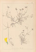 Herbier de la flore française Pl0545 - Louis Antoine Cusin — widok dzieła