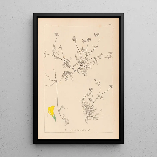 Louis Antoine Cusin - Herbier de la flore franaise Pl0545.webp