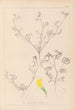 Herbier de la flore française Pl0546 - Louis Antoine Cusin — widok dzieła