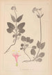 Herbarium francuskiej flory Pl0687 - Louis Antoine Cusin — widok dzieła