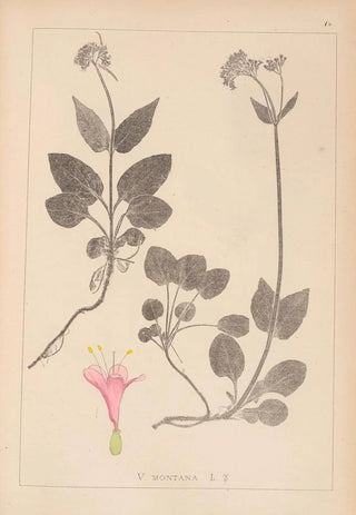 Louis Antoine Cusin - Herbier de la flore franaise Pl0687.webp