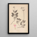 Herbarium francuskiej flory Pl0687 - Louis Antoine Cusin — oprawiony obraz na ścianie