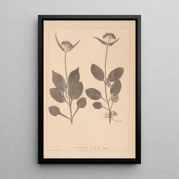 Louis Antoine Cusin - Herbier de la flore franaise Pl0688.webp