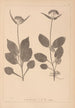 Herbier de la flore française Pl0688 - Louis Antoine Cusin — widok dzieła