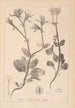 Herbier de la flore française Pl0708 - Louis Antoine Cusin — widok dzieła