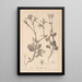 Herbier de la flore française Pl0708 - Louis Antoine Cusin — oprawiony obraz na ścianie