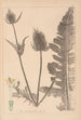 Herbier de la flore française Pl0710 - Louis Antoine Cusin — widok dzieła
