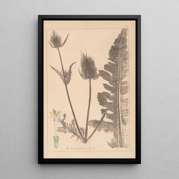Louis Antoine Cusin - Herbier de la flore franaise Pl0710.webp