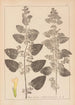 Herbier de la flore française Pl0800 - Louis Antoine Cusin — widok dzieła