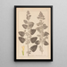Herbier de la flore française Pl0800 - Louis Antoine Cusin — oprawiony obraz na ścianie