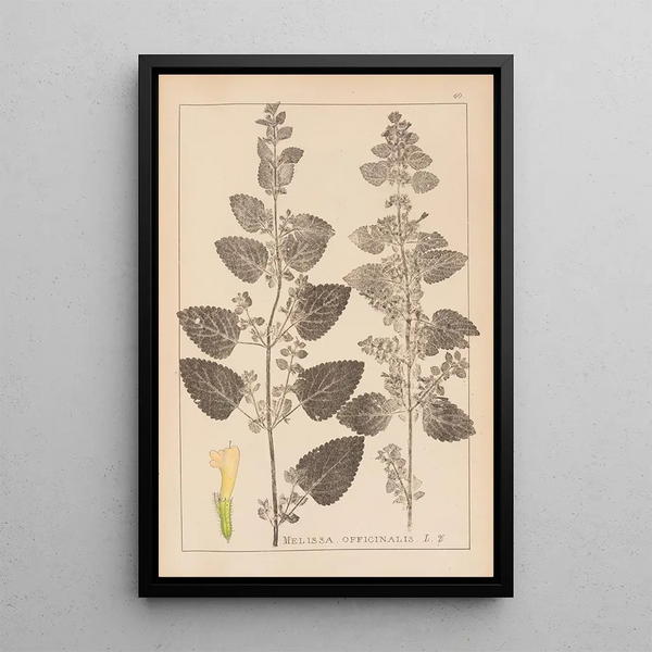 Louis Antoine Cusin - Herbier de la flore franaise Pl0800.webp