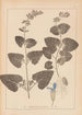 Herbier de la flore française Pl0806 - Louis Antoine Cusin — widok dzieła