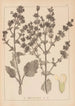 Herbier de la flore française Pl0808 - Louis Antoine Cusin — widok dzieła