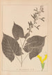 Herbier de la flore française Pl0809 - Louis Antoine Cusin — widok dzieła