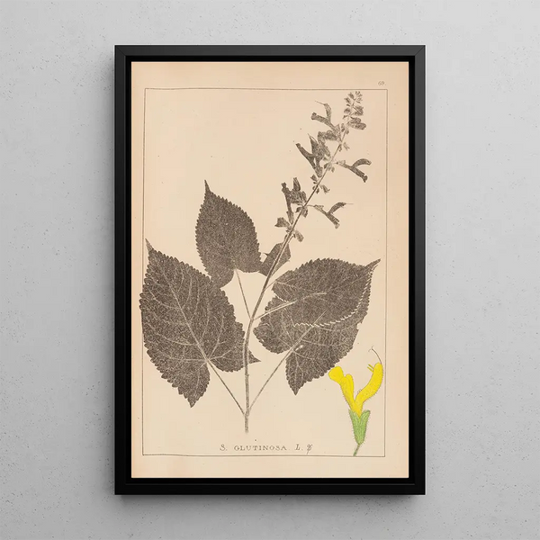 Louis Antoine Cusin - Herbier de la flore franaise Pl0809.webp