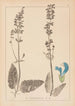 Herbier de la flore française Pl0810 - Louis Antoine Cusin — widok dzieła