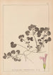 Herbier de la flore française Pl0822 - Louis Antoine Cusin — widok dzieła