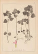Herbier de la flore française Pl0828 - Louis Antoine Cusin — widok dzieła