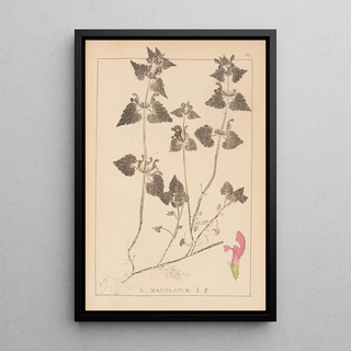 Louis Antoine Cusin - Herbier de la flore franaise Pl0829.webp