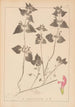 Herbier de la flore française Pl0829 - Louis Antoine Cusin — widok dzieła