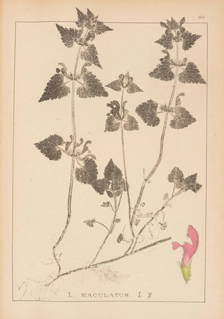 Louis Antoine Cusin - Herbier de la flore franaise Pl0829.webp