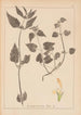Herbier de la flore française Pl0831 - Louis Antoine Cusin — widok dzieła