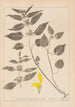 Herbier de la flore française Pl0832 - Louis Antoine Cusin — widok dzieła