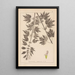 Herbier de la flore française Pl0833 - Louis Antoine Cusin — oprawiony obraz na ścianie