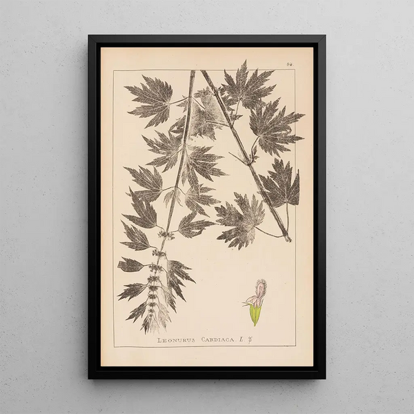 Louis Antoine Cusin - Herbier de la flore franaise Pl0833.webp