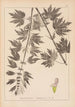 Herbier de la flore française Pl0833 - Louis Antoine Cusin — widok dzieła