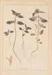 Herbier de la flore française Pl0840 - Louis Antoine Cusin — widok dzieła