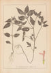Herbier de la flore française Pl0841 - Louis Antoine Cusin — widok dzieła