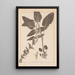 Herbier de la flore française Pl0846 - Louis Antoine Cusin — oprawiony obraz na ścianie