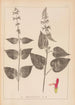 Herbier de la flore française Pl0847 - Louis Antoine Cusin — widok dzieła