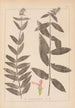 Herbier de la flore française Pl0849 - Louis Antoine Cusin — widok dzieła
