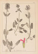 Herbier de la flore française Pl0861 - Louis Antoine Cusin — widok dzieła