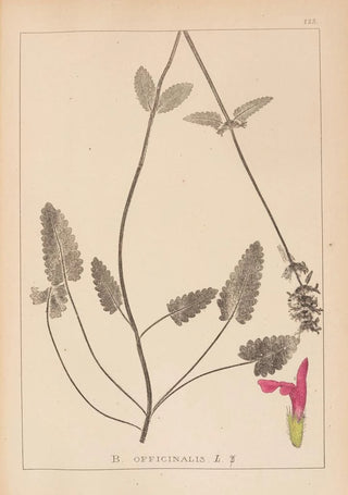 Louis Antoine Cusin - Herbier de la flore franaise Pl0862.webp