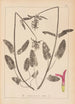 Herbier de la flore française Pl0863 - Louis Antoine Cusin — widok dzieła