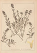 Herbarium francuskiej flory Pl0873 - Louis Antoine Cusin — widok dzieła