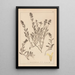 Herbarium francuskiej flory Pl0873 - Louis Antoine Cusin — oprawiony obraz na ścianie