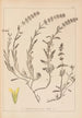 Herbier de la flore française Pl0874 - Louis Antoine Cusin — widok dzieła