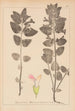 Herbier de la flore française Pl0878 - Louis Antoine Cusin — widok dzieła