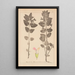Herbier de la flore française Pl0878 - Louis Antoine Cusin — oprawiony obraz na ścianie