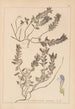 Herbier de la flore française Pl0879 - Louis Antoine Cusin — widok dzieła