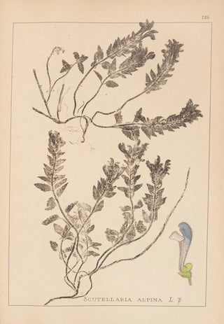 Louis Antoine Cusin - Herbier de la flore franaise Pl0879.webp