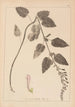 Herbier de la flore française Pl0880 - Louis Antoine Cusin — widok dzieła