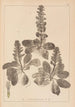 Herbier de la flore française Pl0895 - Louis Antoine Cusin — widok dzieła