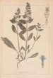 Herbarium francuskiej flory Pl0896 - Louis Antoine Cusin — widok dzieła